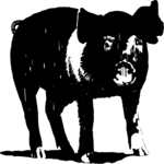 Pig 09