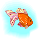 Goldfish 14