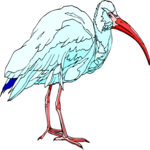 Ibis 2