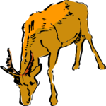 Antelope 13