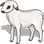 Lamb 7