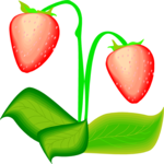 Strawberries 14