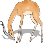 Antelope 22