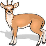 Antelope 43