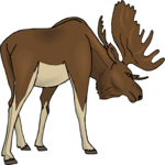 Moose 11