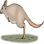 Kangaroo 16