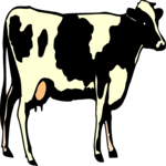 Cow 23