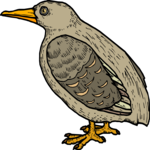 Bird 083
