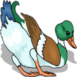 Duck 71