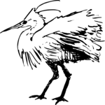 Bird 16