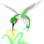 Hummingbird 06