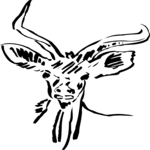 Antelope 08