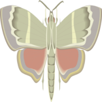 Moth 42
