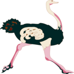 Ostrich 03