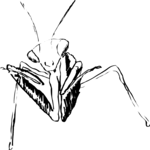 Praying Mantis