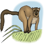 Lemur 5
