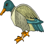Duck 48