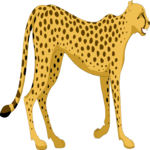 Cheetah 1