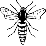 Wasp 1