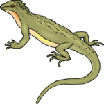 Lizard 18