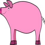 Pig 12