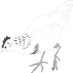 Chicken 06