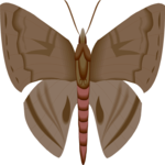 Moth 33