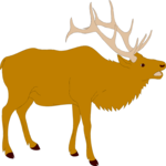 Elk 2