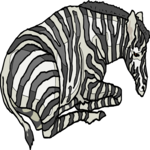 Zebra 11