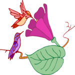 Hummingbirds 1