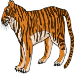 Tiger 14