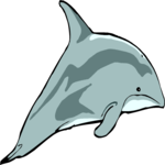 Dolphin 16
