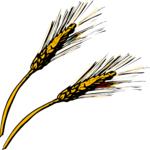 Wheat 3