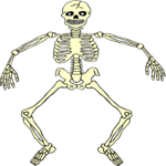 Skeleton 18
