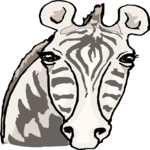 Zebra 13
