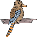 Kookaburra 2