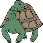 Tortoise 5