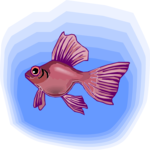 Goldfish 13
