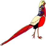 Pheasant - Golden
