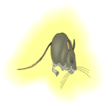 Mouse 15