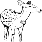 Deer 4