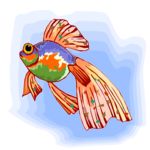 Goldfish 11