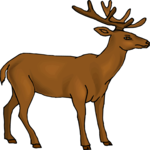 Deer 23