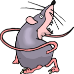 Rat Chasing Tail