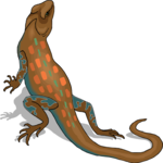 Lizard 36