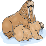 Walrus & Pup