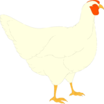 Chicken 07