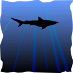 Shark - Graphic