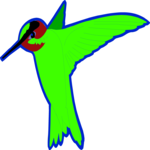 Hummingbird 03