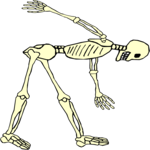 Skeleton 12
